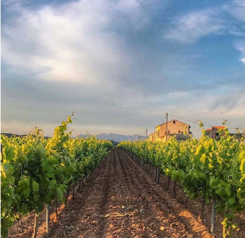 Penedès vineyard