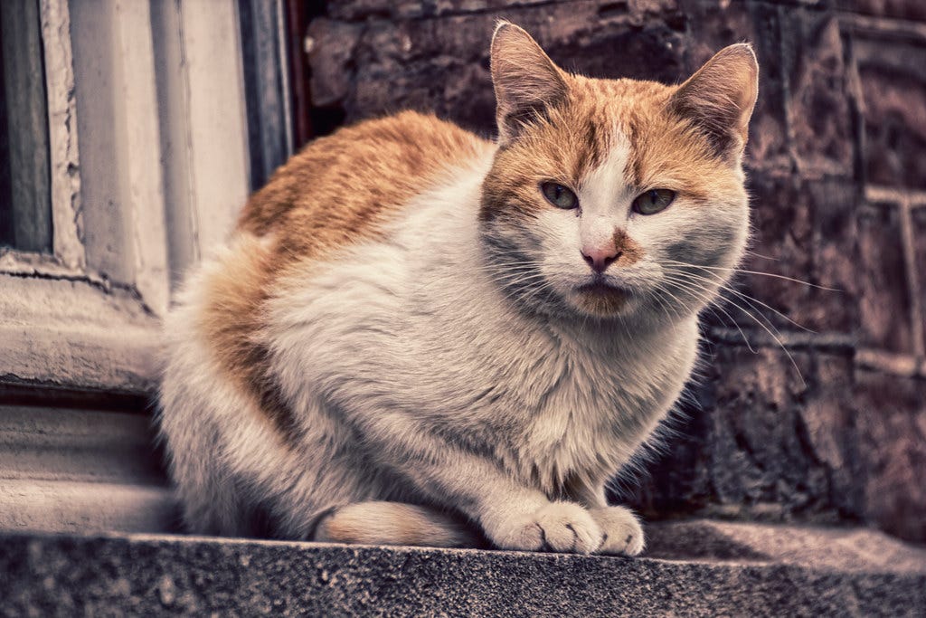 A cat on a stone window ledge, looking disdainful. "Cat Belgium" by Chau kar is licensed under CC BY-NC-SA 2.0. 