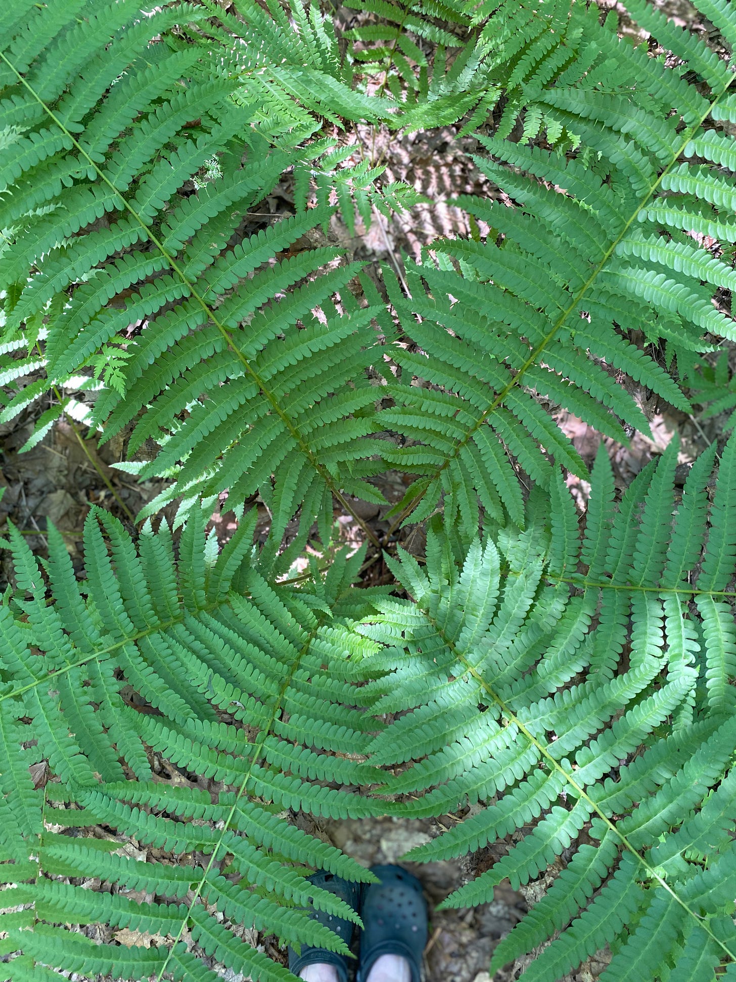 Closeup of a large fern, its fronds radiating outward in a circle. It’s dappled with light.