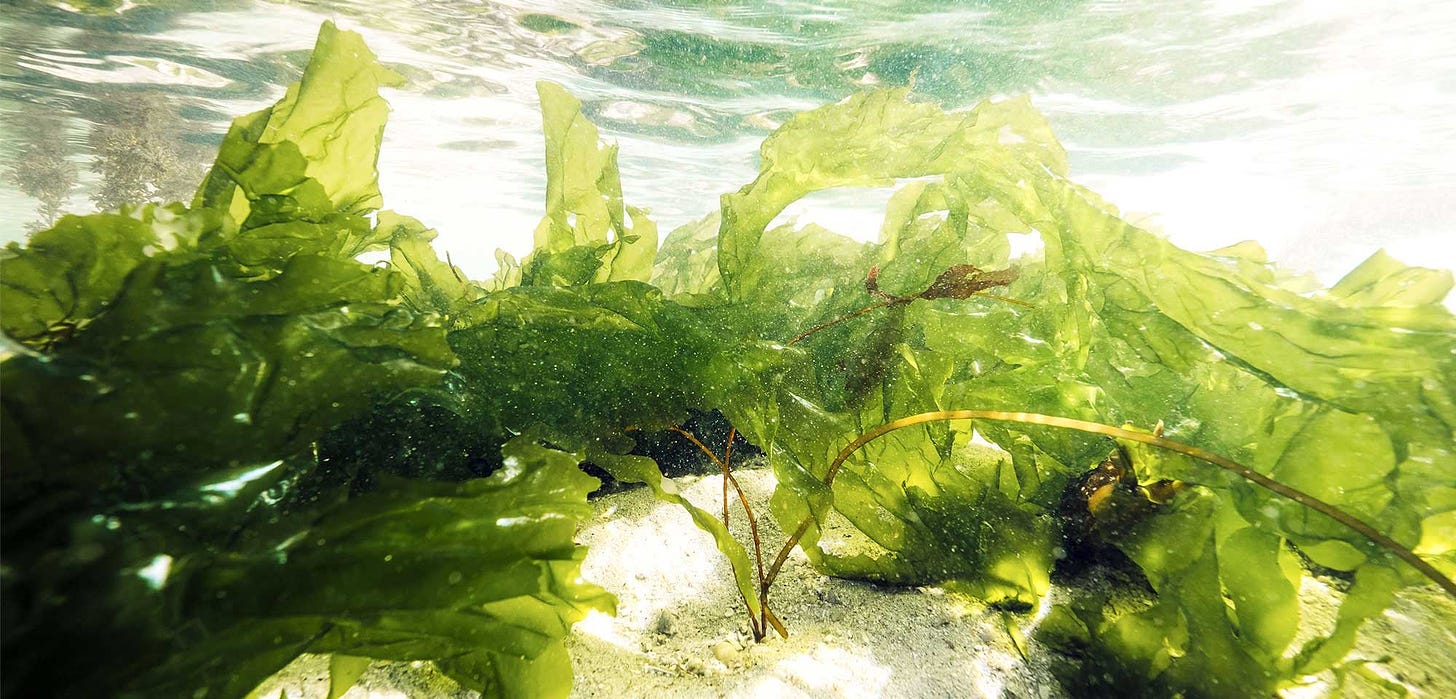 C'est quoi l'algue Laitue de Mer ? Comprendre, découvrir et cuisiner algue  la plus consommée en France - Recettes de cuisine aux algues alimentaires  bio de Bretagne - Bord à Bord