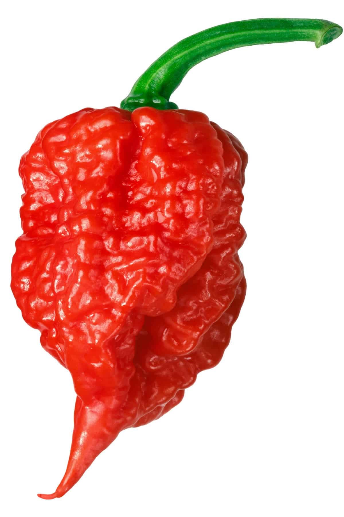 Carolina Reaper: Hottest Pepper in the World - All About It - Chili Pepper  Madness