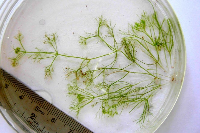 A fine, branching green algae in a petri dish. 