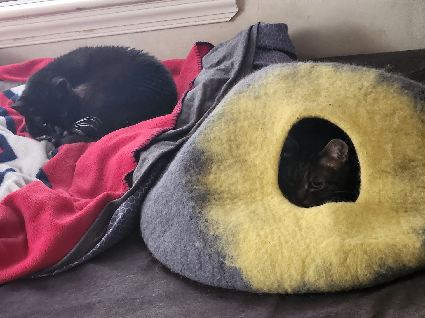A black cat sits on a red blanket, a tabby inside a yellow and gray cave, both atop a bed