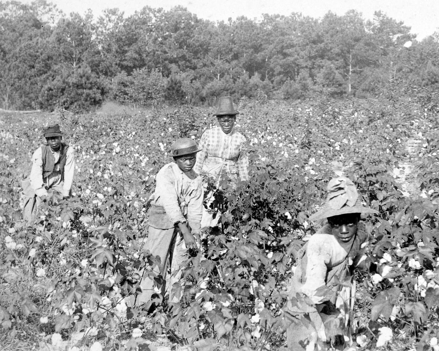 African American Vintage Photo Cotton Picking Picture | Etsy