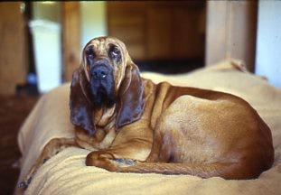 Bloodhound A.J. laying on a bed