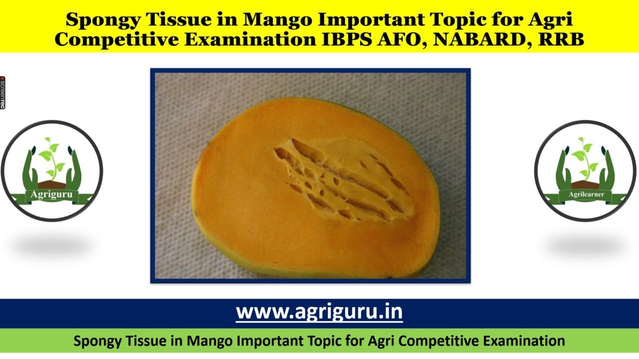 Spongy Tissue in Mango Important Topic for Agri Competitive Examination  IBPS AFO, NABARD, RRB