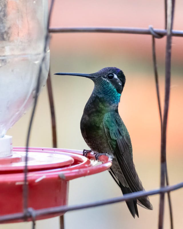 20250430-Chiricahuas-721-Edit.jpg
