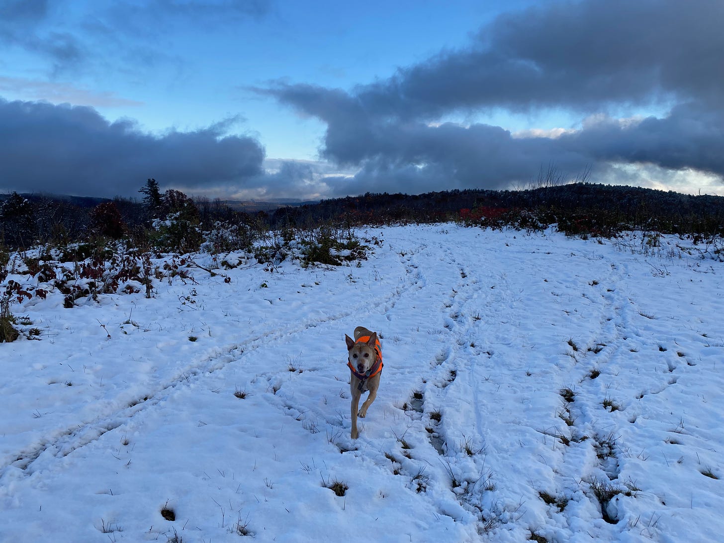 Nessa running, mid-stride, ears pointing up, legs extended, on a snowy ridgetop field in front of a bank of blue and purple clouds in the late afternoon sky.