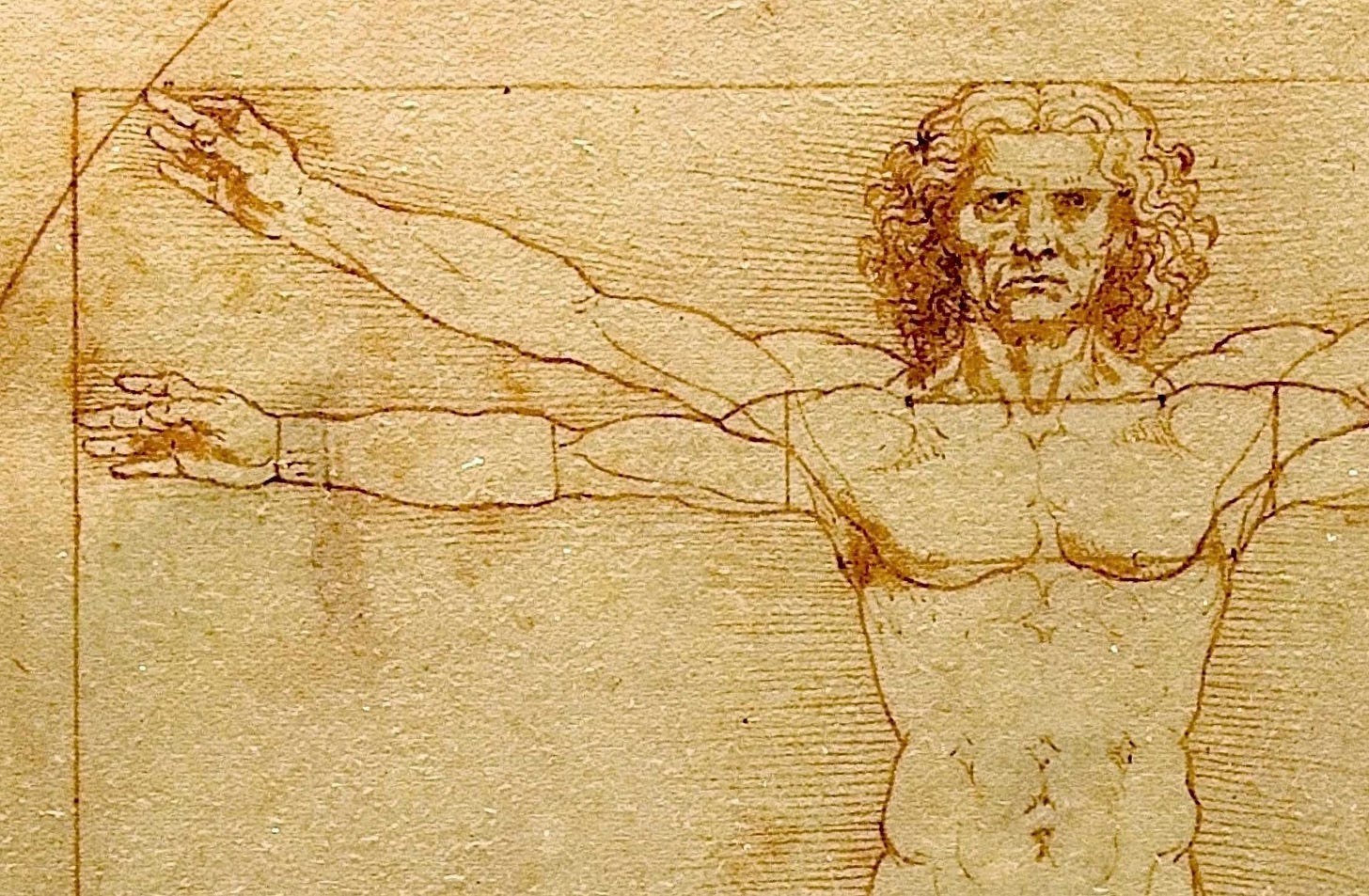 Closeup of Leonardo da Vinci's Vitruvian Man sketch, focusing on head, trunk, and right arm