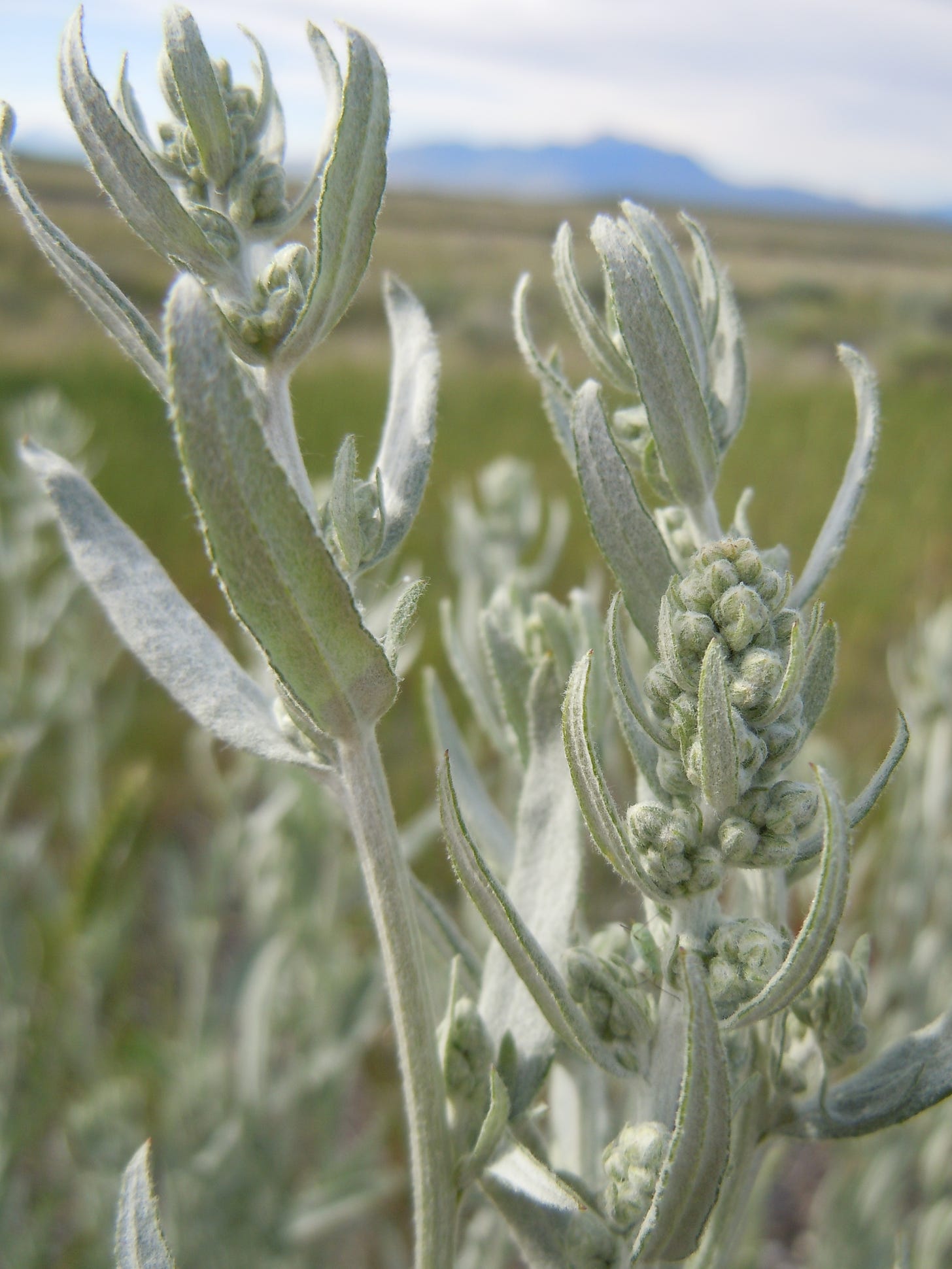 Artemisia ludoviciana, also called prairie sagewort or western mugwort