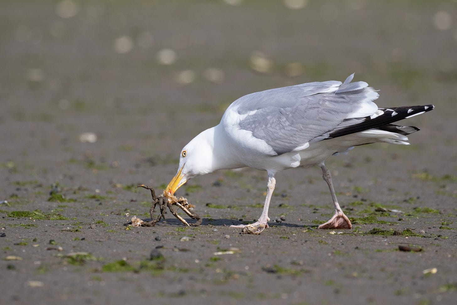 a white bird with gray wings and black wingtips walking on the sand facing left with most of a crab in its mouth
