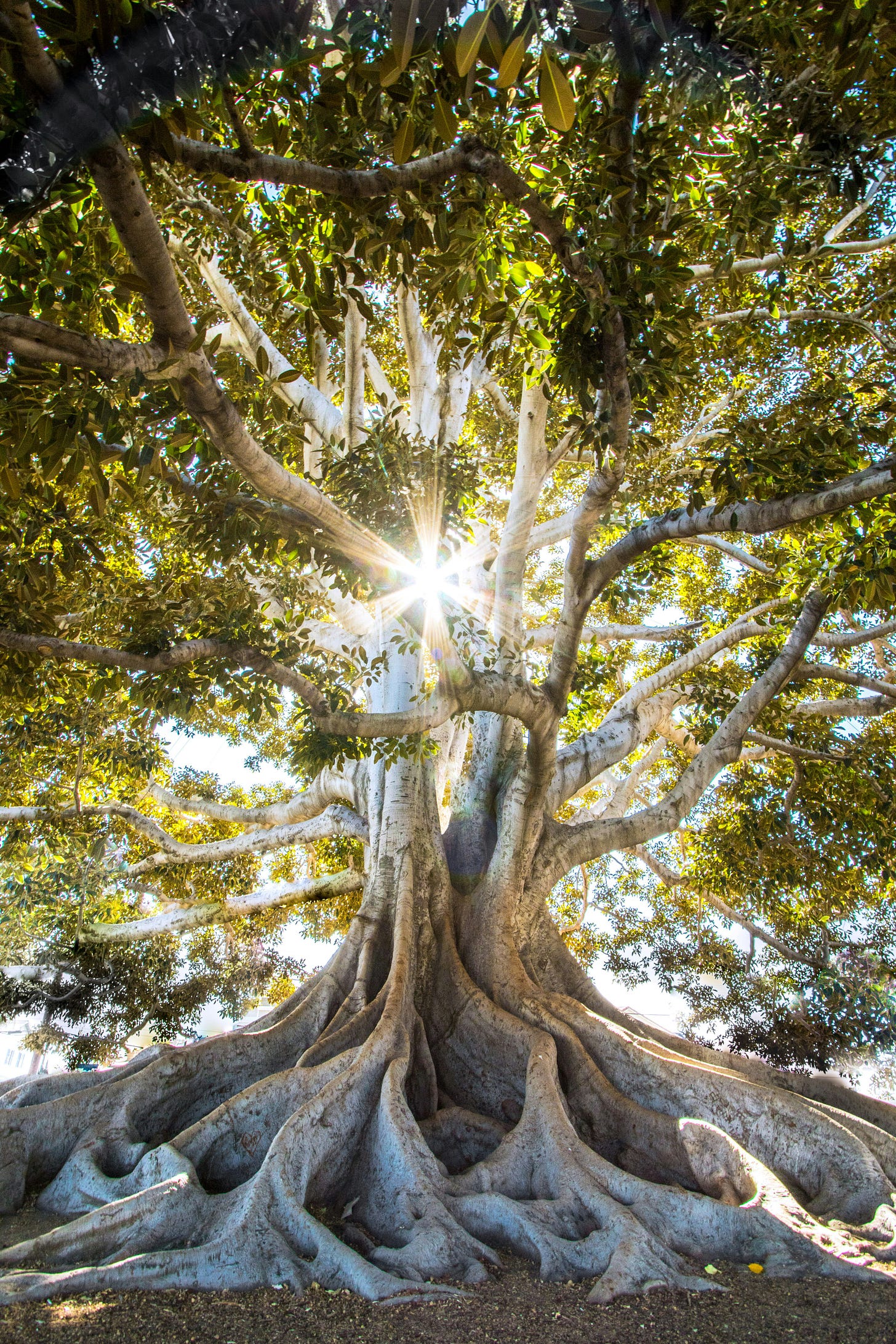 Sun shines through the many branches and leaves of a tree with many visible roots going into the earth