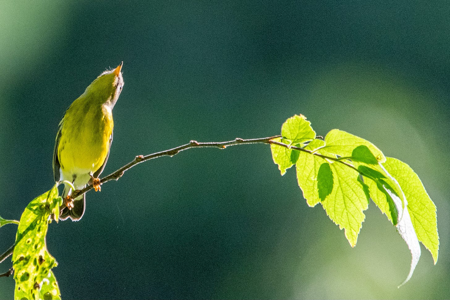 A small bird with a yellow belly, streaked faintly on the sides, looks upward and leans to the side, in a Snoopy-dancing pose