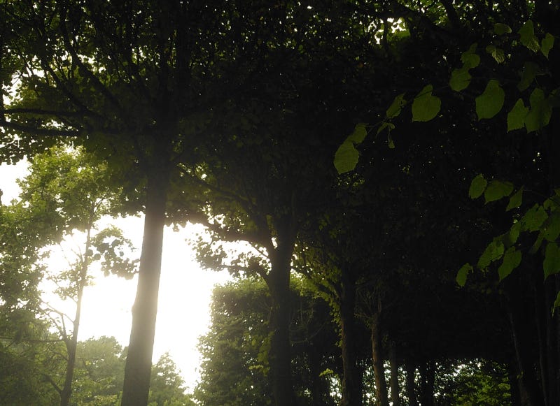Photograph of trees in Kadrioru Park in Estonia