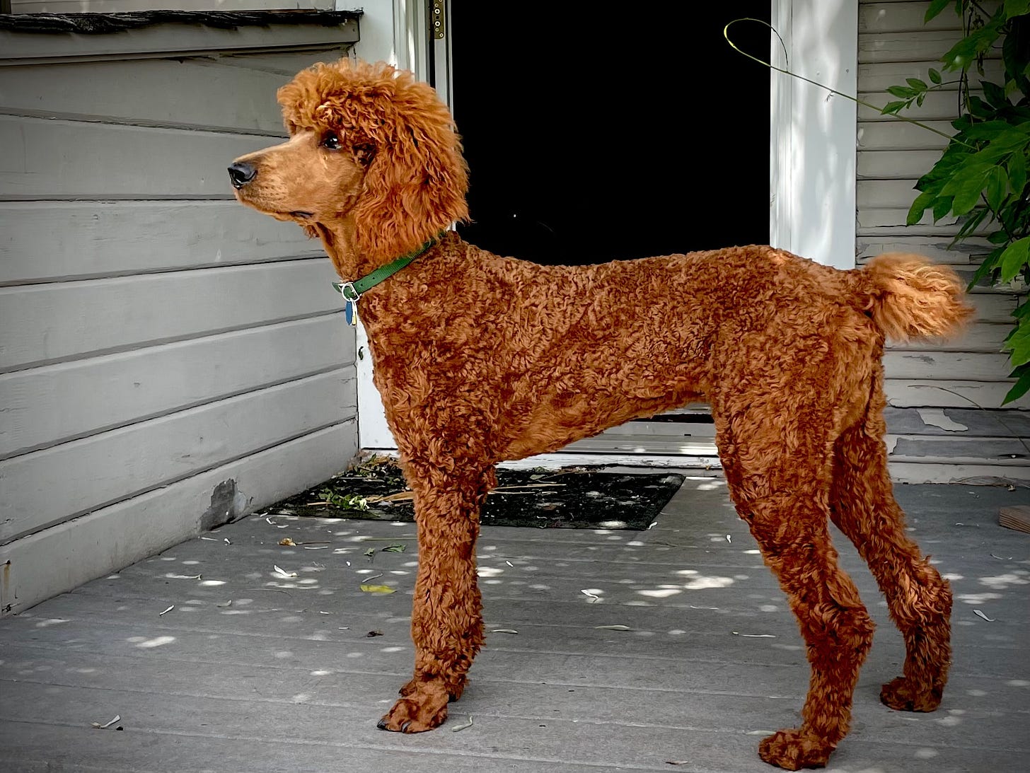 reddish brown poodle standing at attention