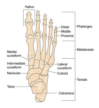 Foot & Ankle Anatomy | Dr. Sanford | Bone and Joint Specialists