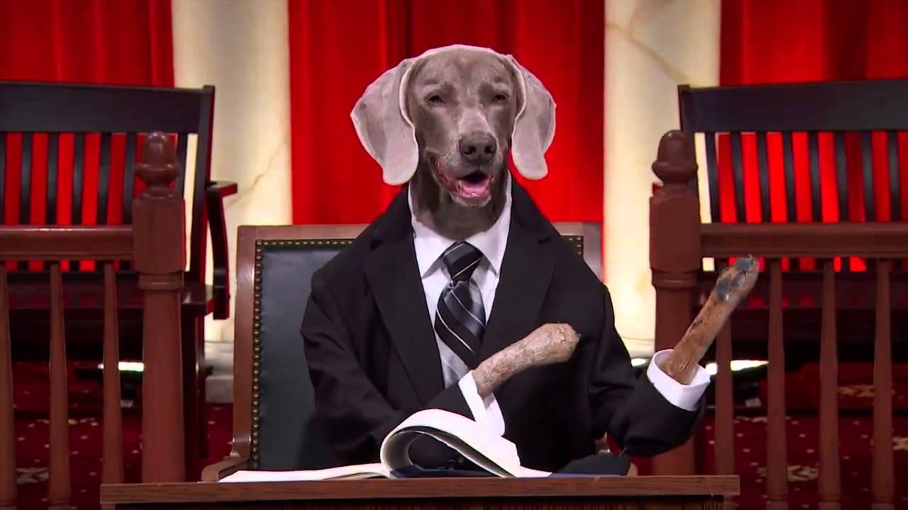 Supreme Court Dogs - Kansas v. Nebraska #RealAnimalsFakePaws #PawJustice - YouTube