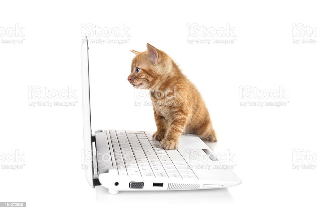 Tabby small kitten looking at the screen Cute small kitten looking at a laptop screen on white background Domestic Cat Stock Photo