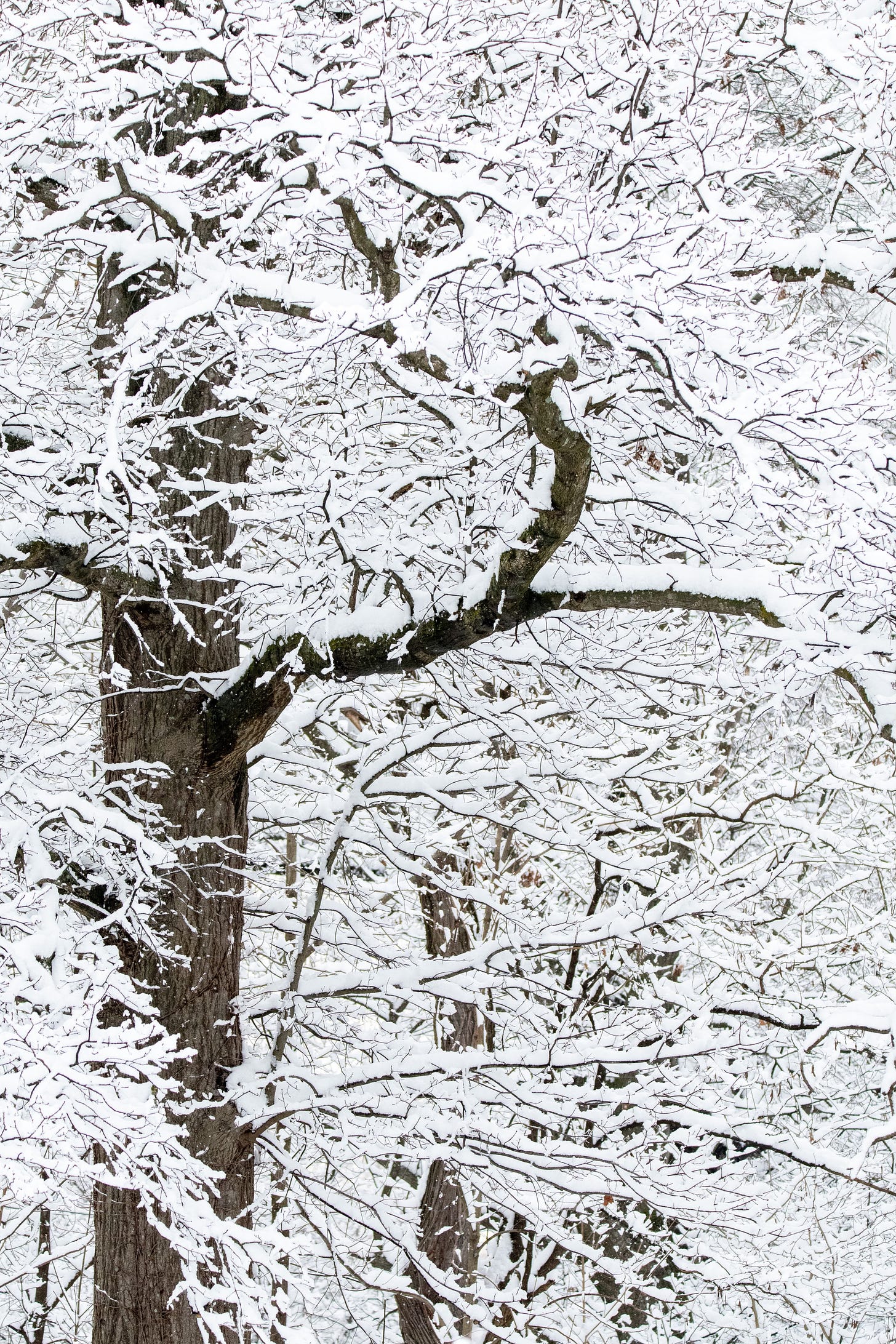 Thick layers of snow resting on a network of bare tree branches