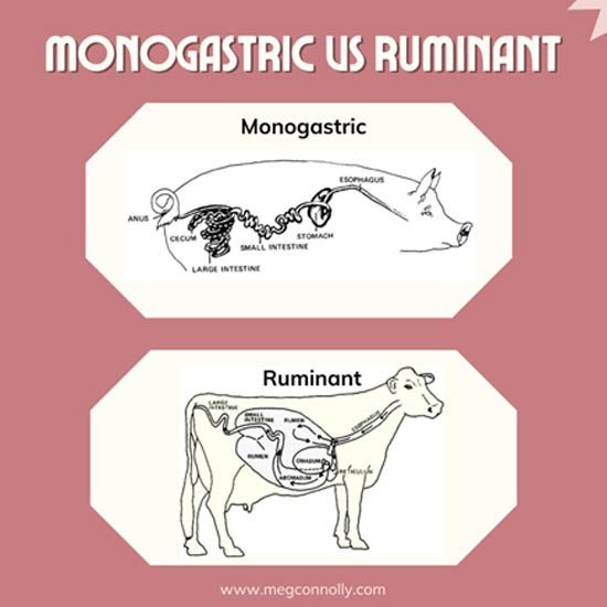 monogastric vs ruminant