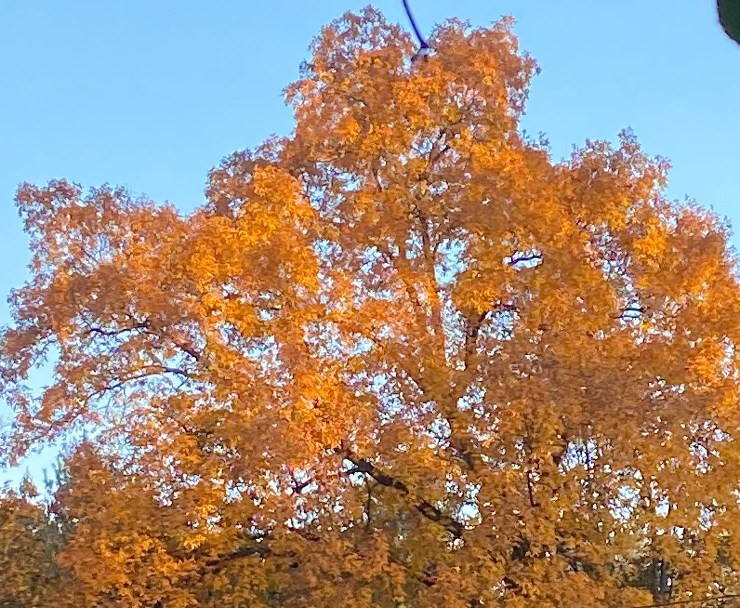 an tree with orange leaves