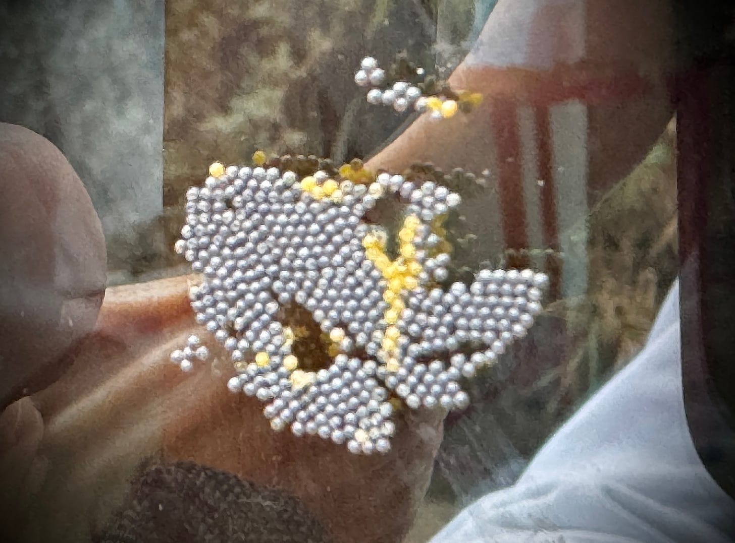 Insect eggs on window glass, mix of grey and yellow colors