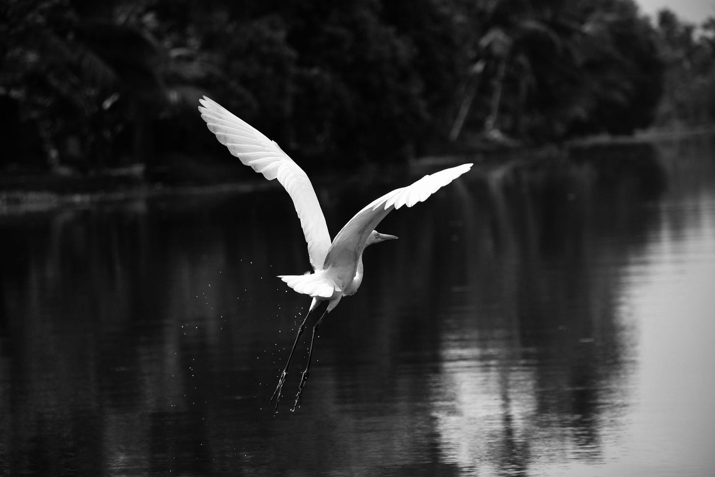 white heron flying over lake in grayscale