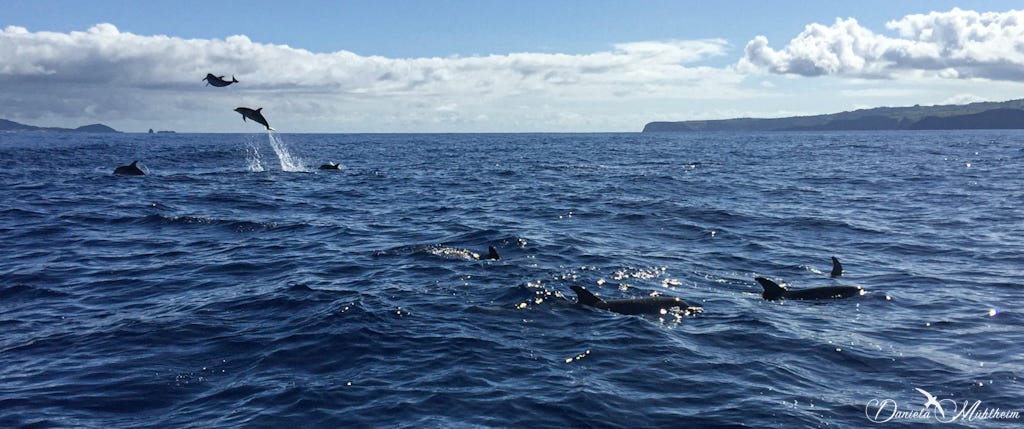 a school of dolphins in the deep blue waters of the azores, two of them up in the air jumping out of the water