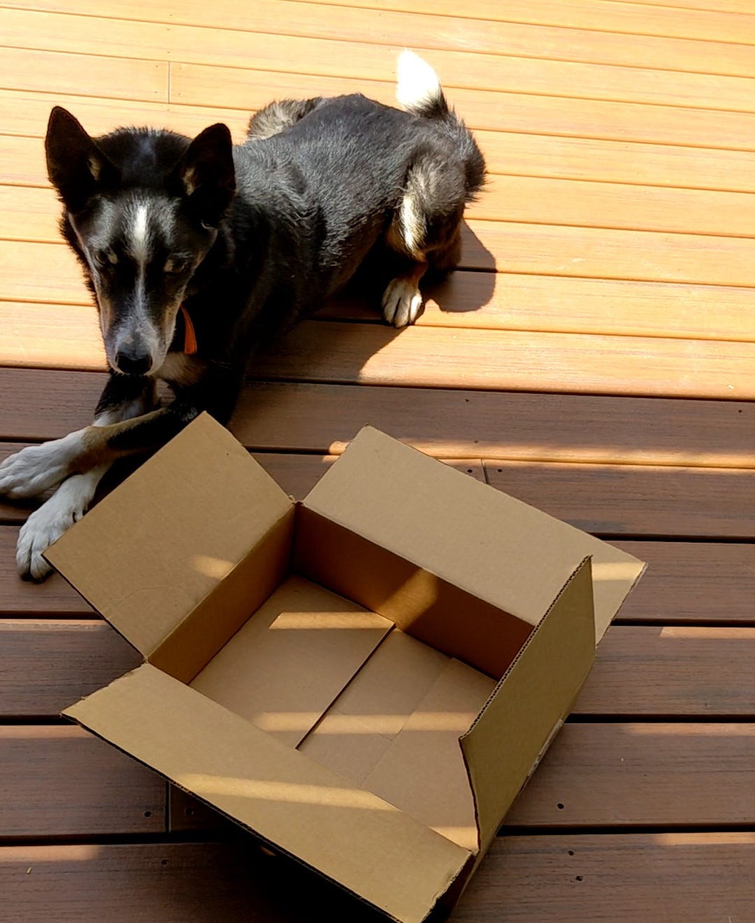 Dog lying outside of a box