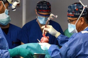 Surgeons transplanting the pig heart