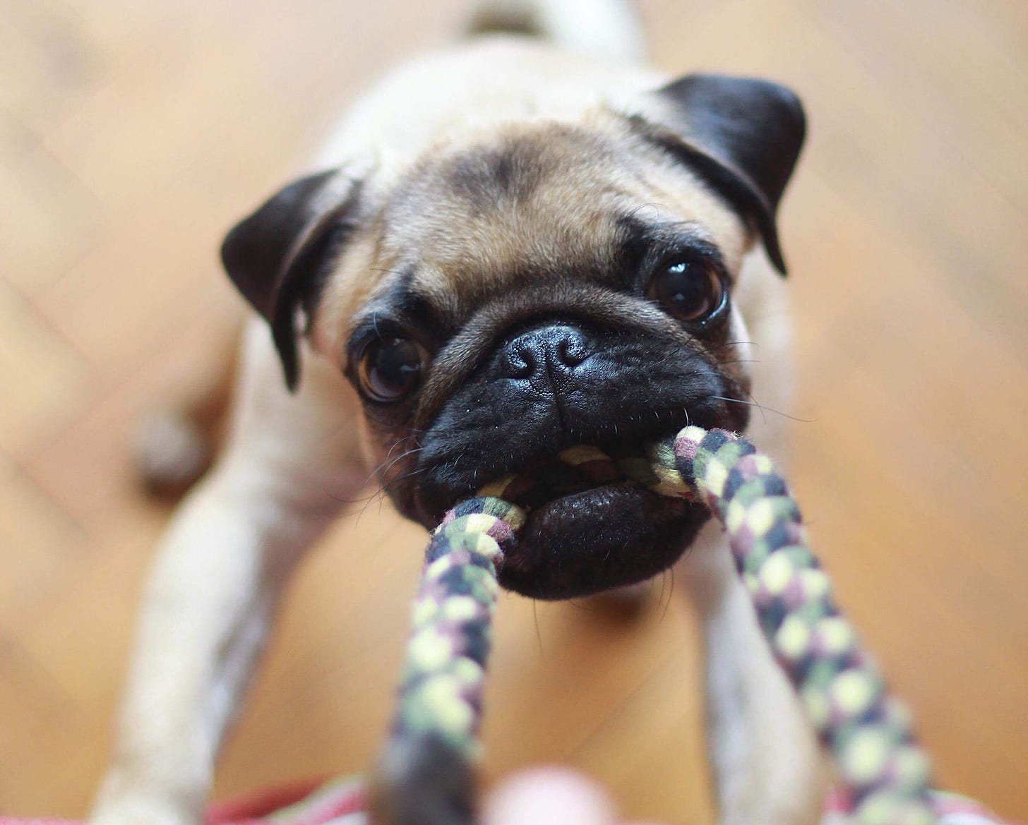 A pug pulling on a rope toy, Time2Thrive.ca