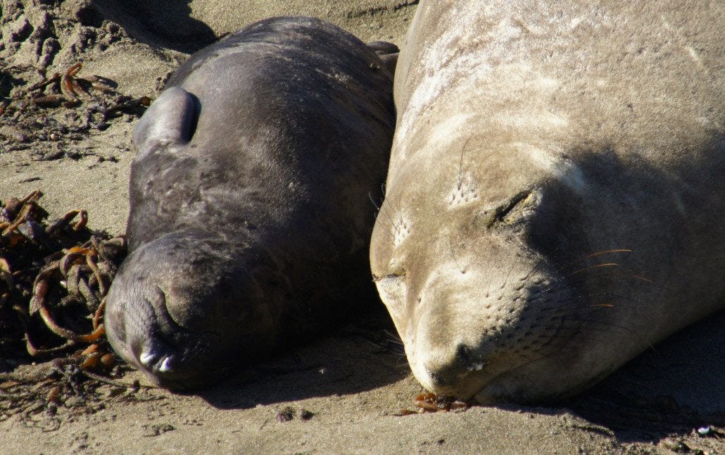 Mom and brand new baby slumbering in the sand.