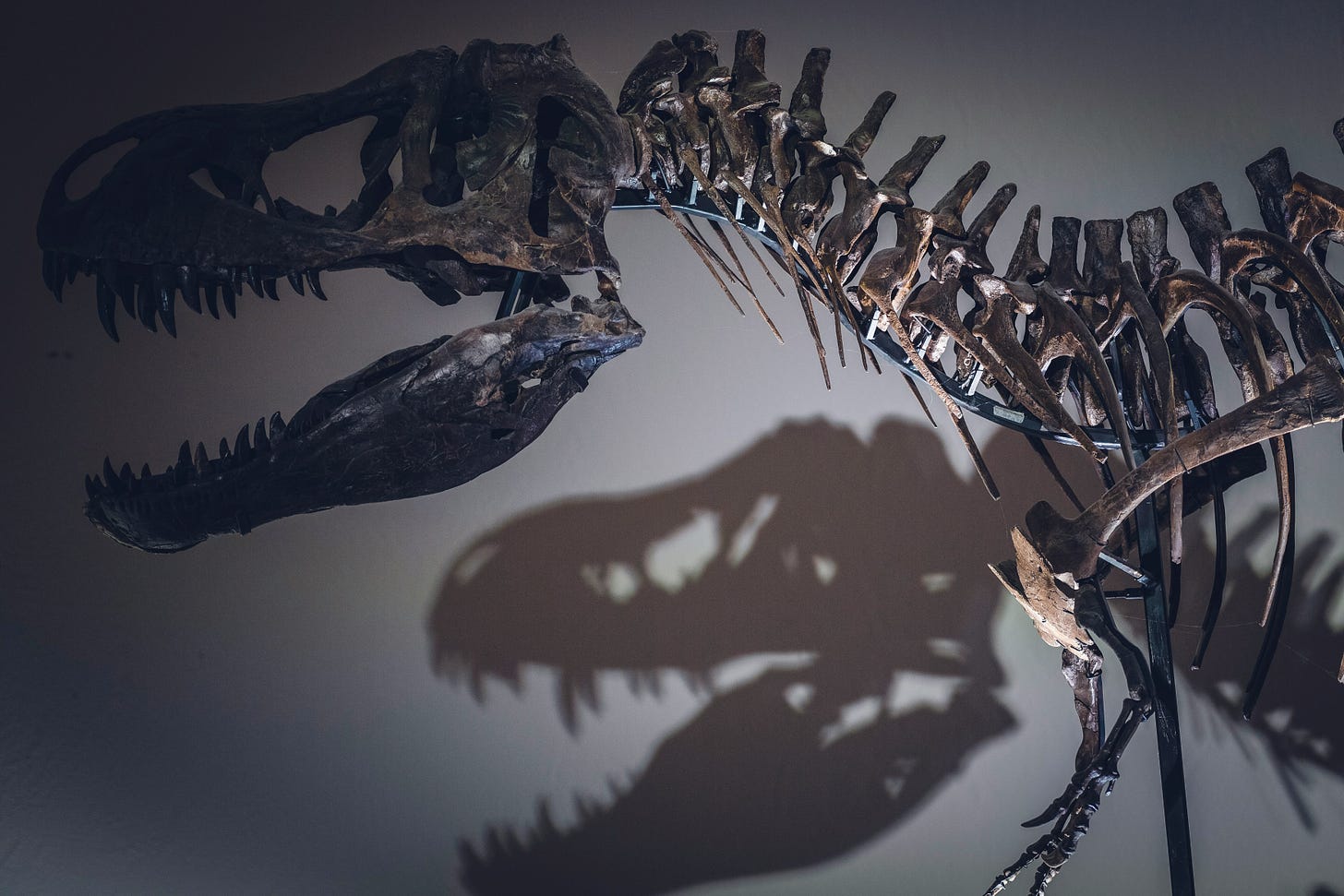 Brown t-rex skeleton and its shadow on blue backkground.