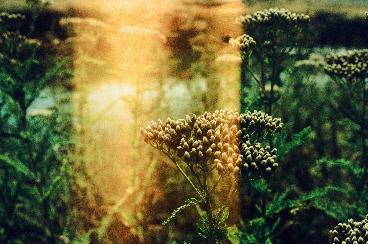 A close-up photo of some weeds & plants, with a large vertical light leak cutting through the center of the image.