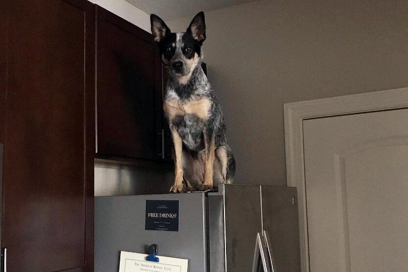 Scout the Australian cattle dog, an intermediate trick dog through the AKC, sitting on top of the fridge