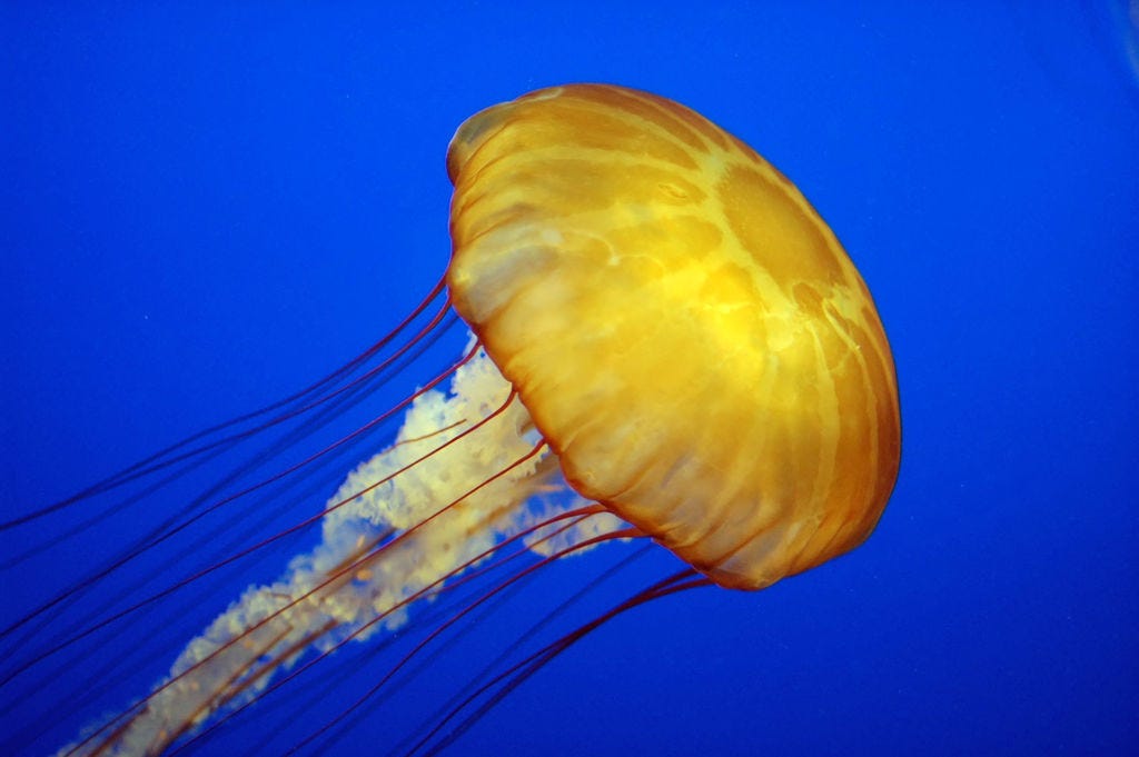 Jellyfish - Wikipedia