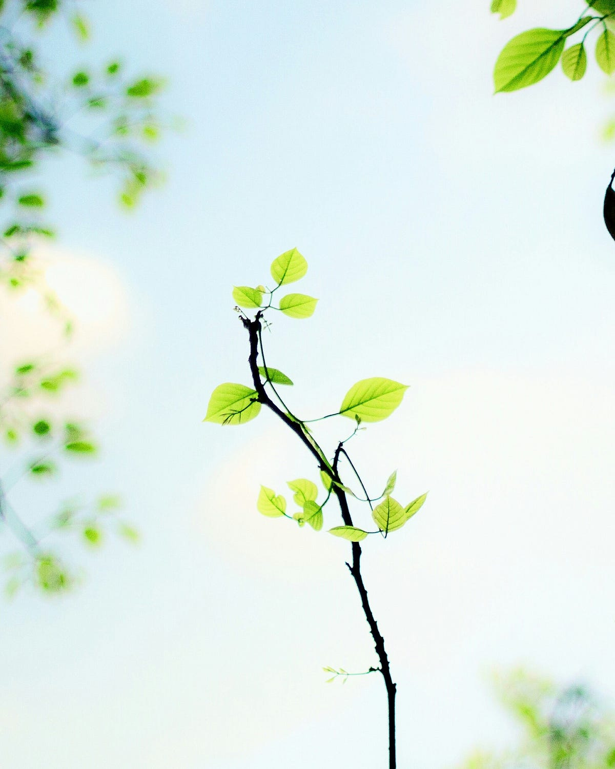 a sapling a sapling