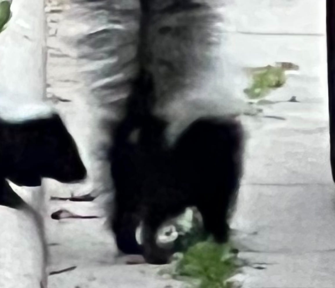 Skunk butt, tail lifted up