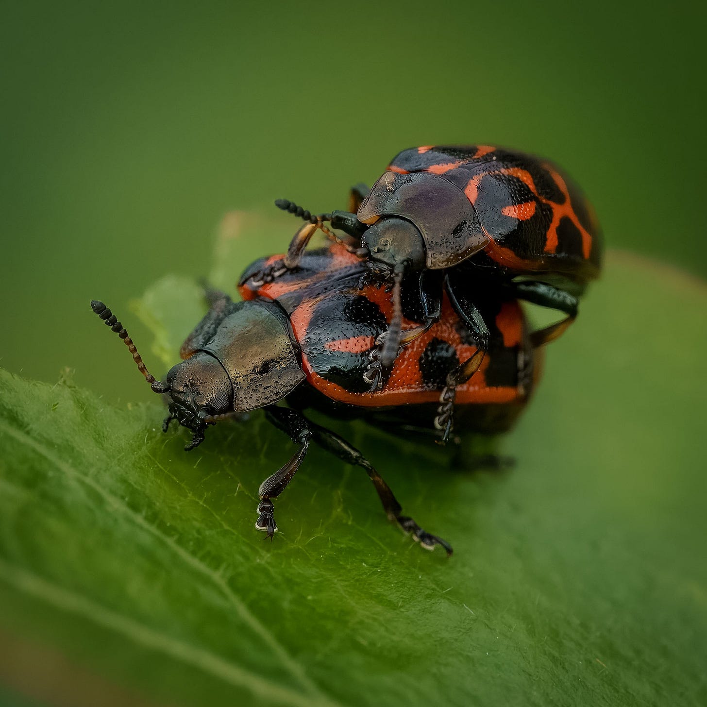 Two lady bugs.