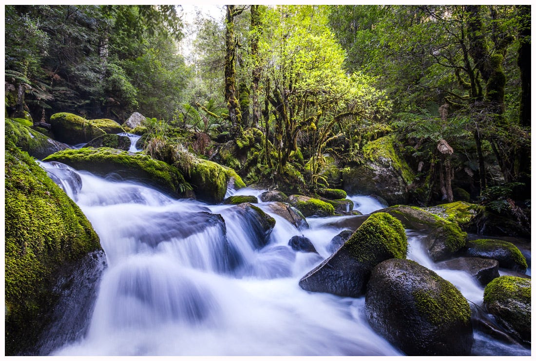 Cascades of white water flowing over moss covered boulders. In the background is trees and ferns of every shade of green