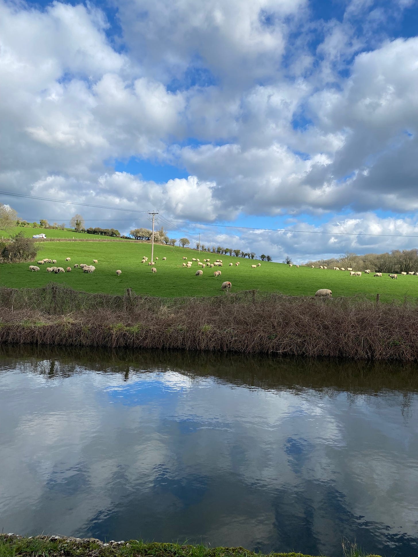 Taken from across the canal. A lot of blue sky, dense with white clouds. Sheep grazing on grass. The canal alongside.
