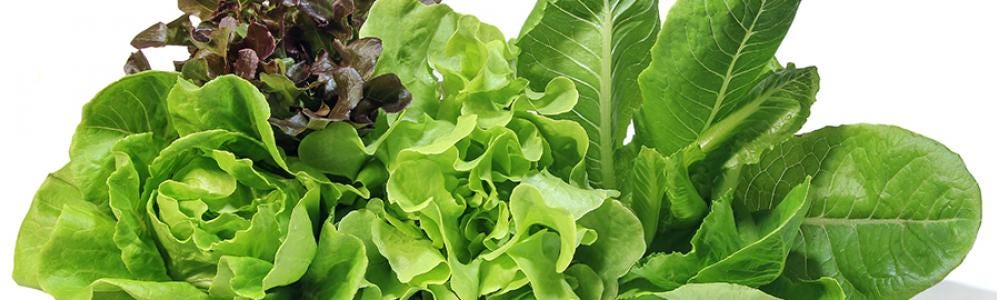 Salad Greens | Center for Agriculture, Food, and the Environment