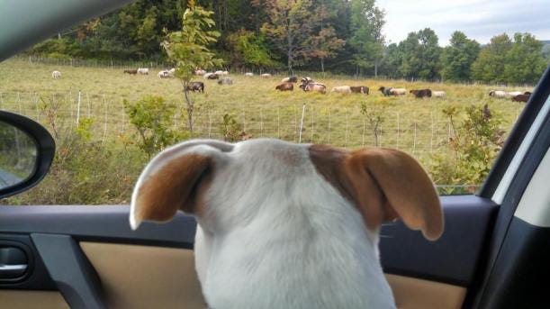 Durham - ruby looking at sheep