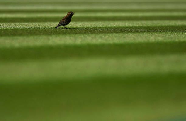 Bird stands on the grass on Centre Court at the All England Lawn Tennis Club in west London on June 26 the week before the Wimbledon Championships...