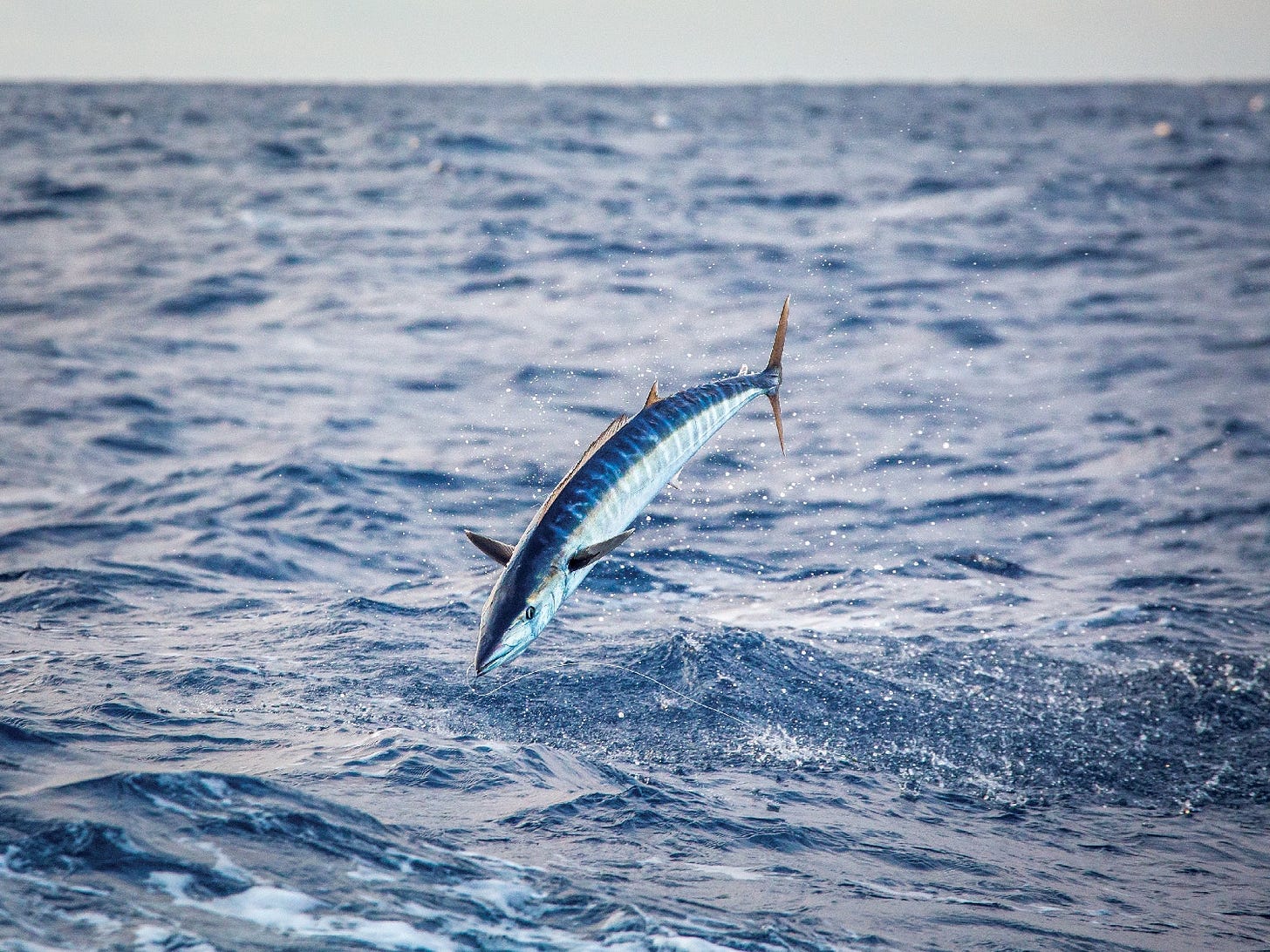 Handle Game Fish With Care | Marlin
