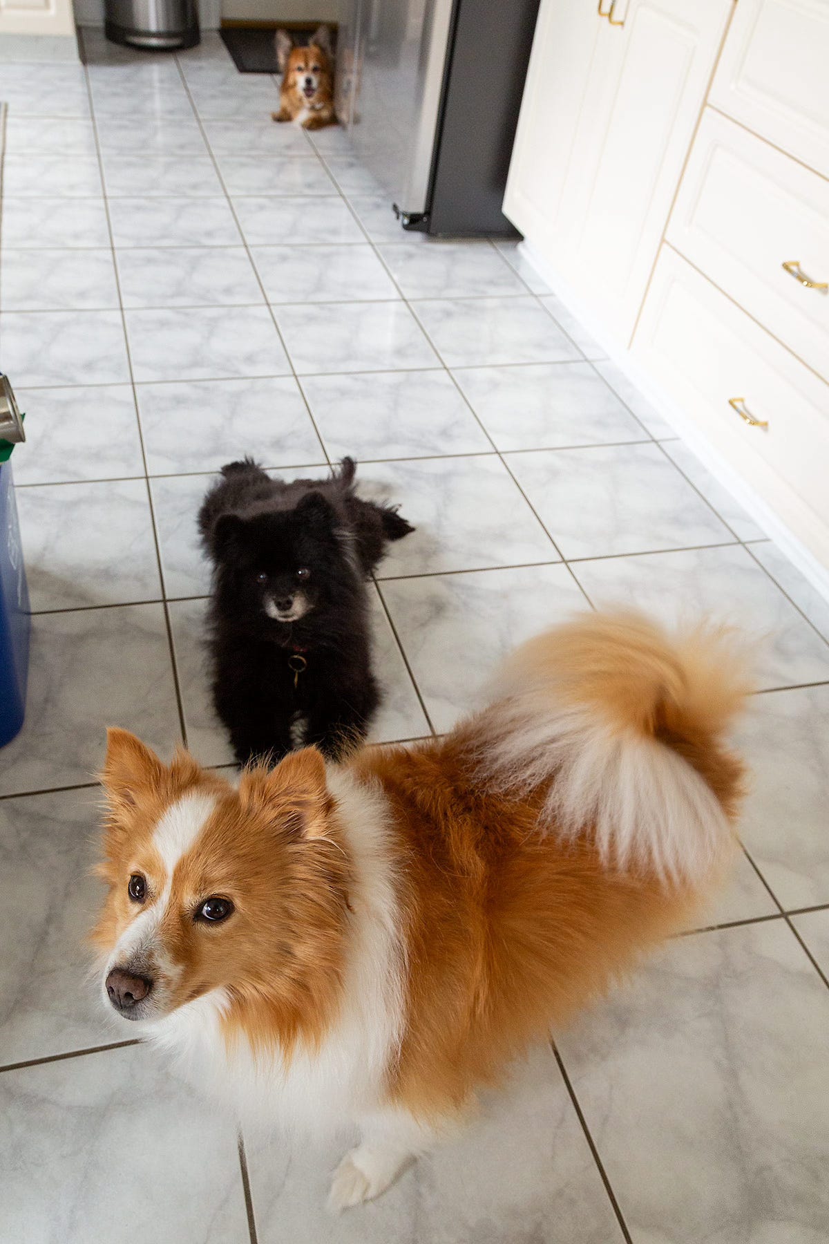 Foxley, Salem, and Arlo lined up in the kitchen, hoping for dropped food