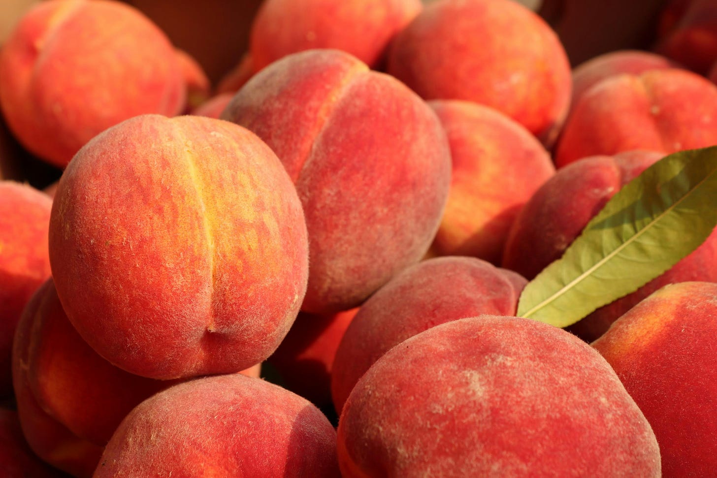 pile of fresh peaches and a single green leaf