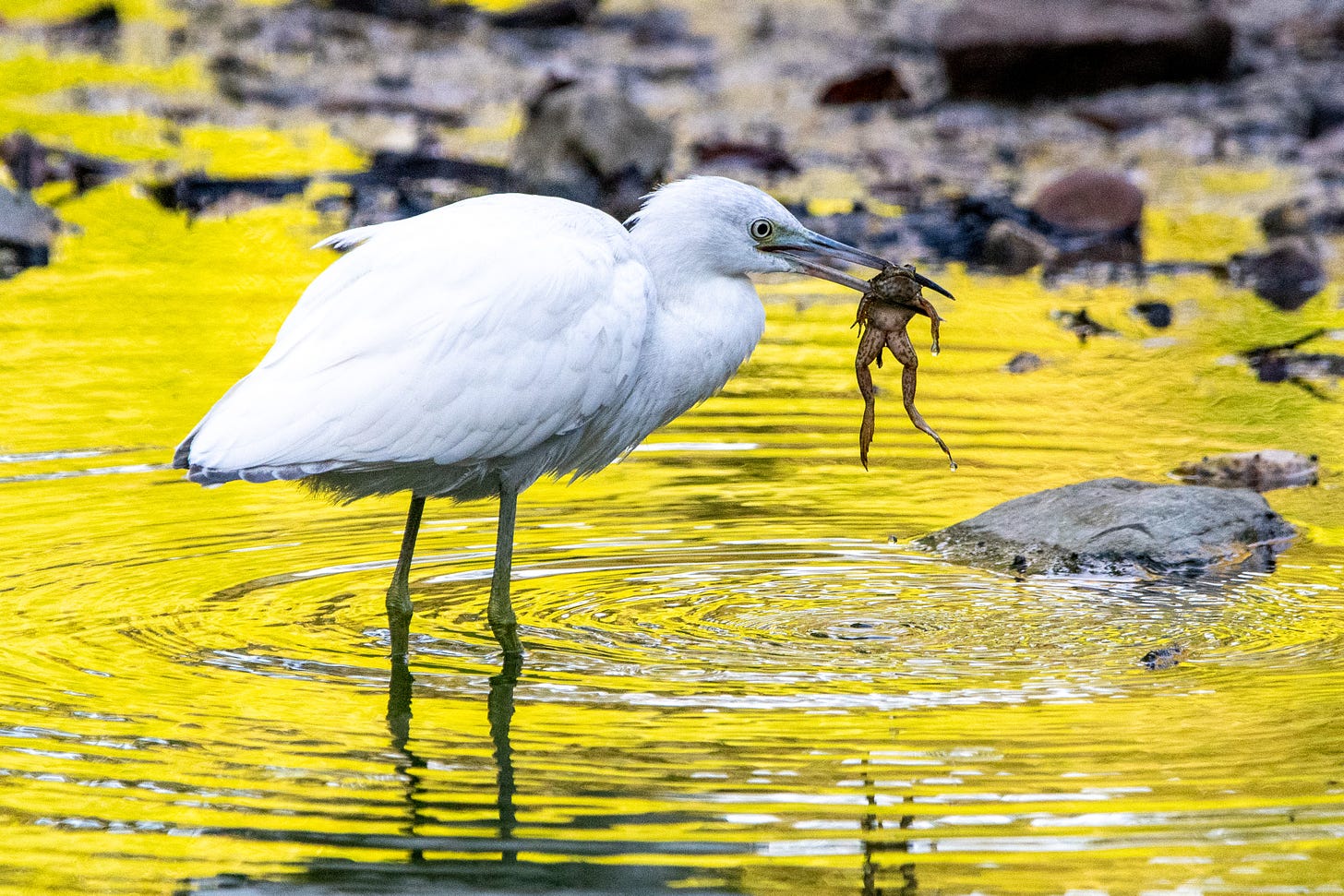 A little blue heron holds a frog in its pincer-like beak, over a chartreuse pool of water