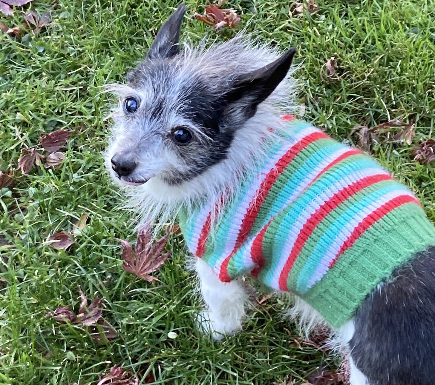 small black and white dog wearing a striped sweater