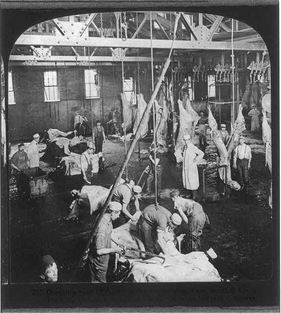 Chicago - Meat Packing Industry: dressing beef, slaughtering floor, Swift & Co.'s Packing House